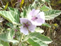 АЛТЕЙ ЛЕКАРСТВЕННЫЙ, проскурняк, просвирник.  Althea officinalis L.