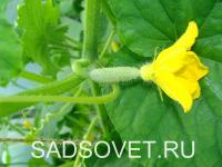 Под пленкой огурцы